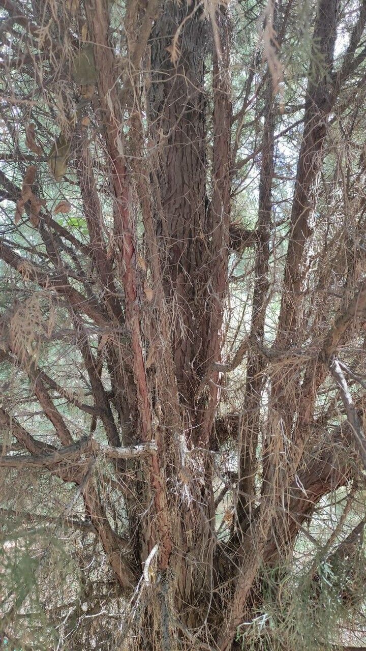 Cupressus chengiana bark