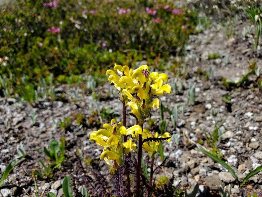 Pedicularis ascendens flower