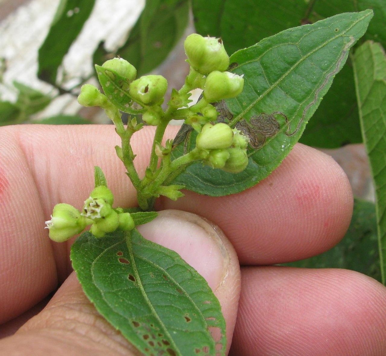 Clibadium leiocarpum other