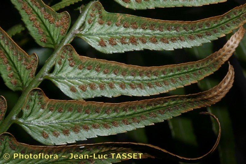 Polystichum falcinellum other
