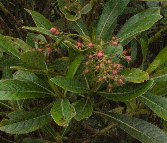 Forgesia racemosa fruit