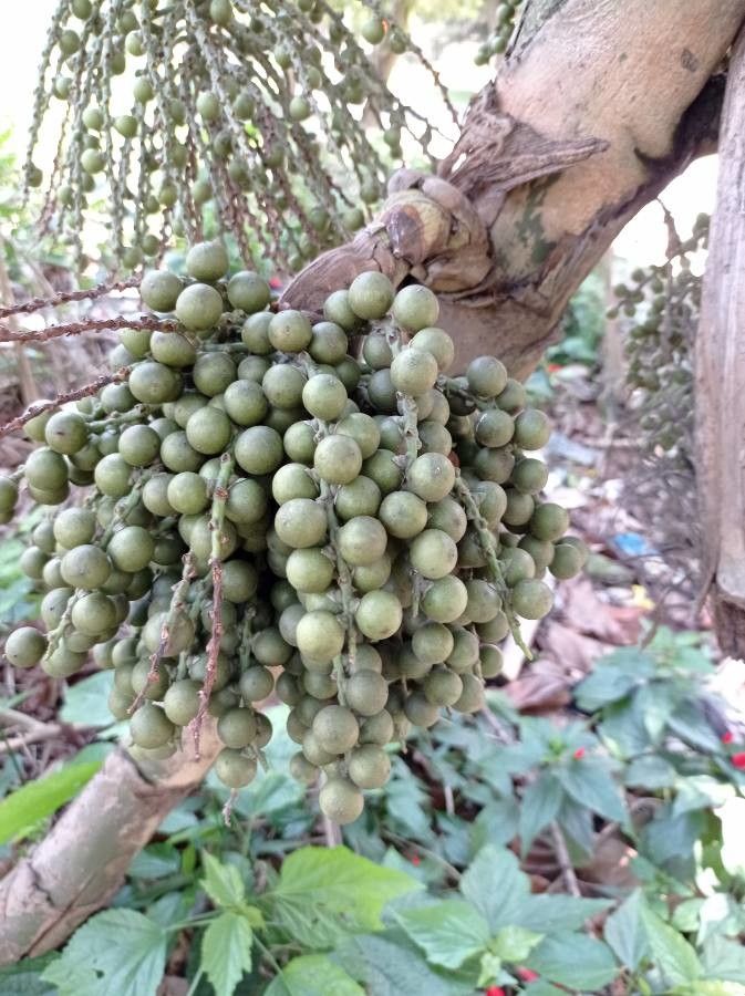 Caryota mitis fruit