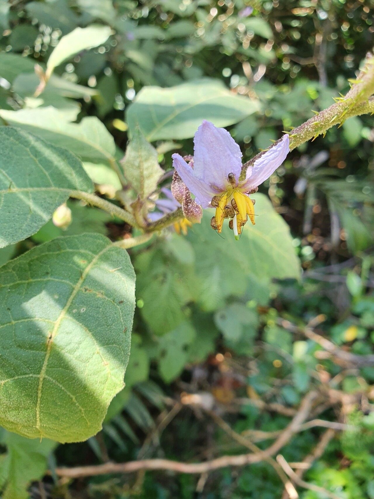 Solanum hamulosum flower