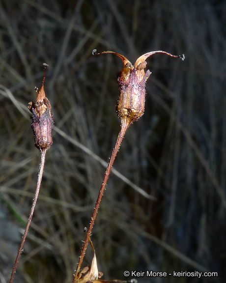 Jepsonia parryi fruit