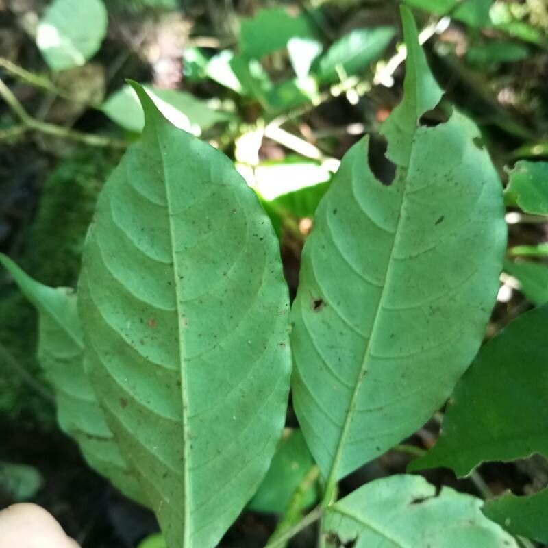 Tabernaemontana alfaroi