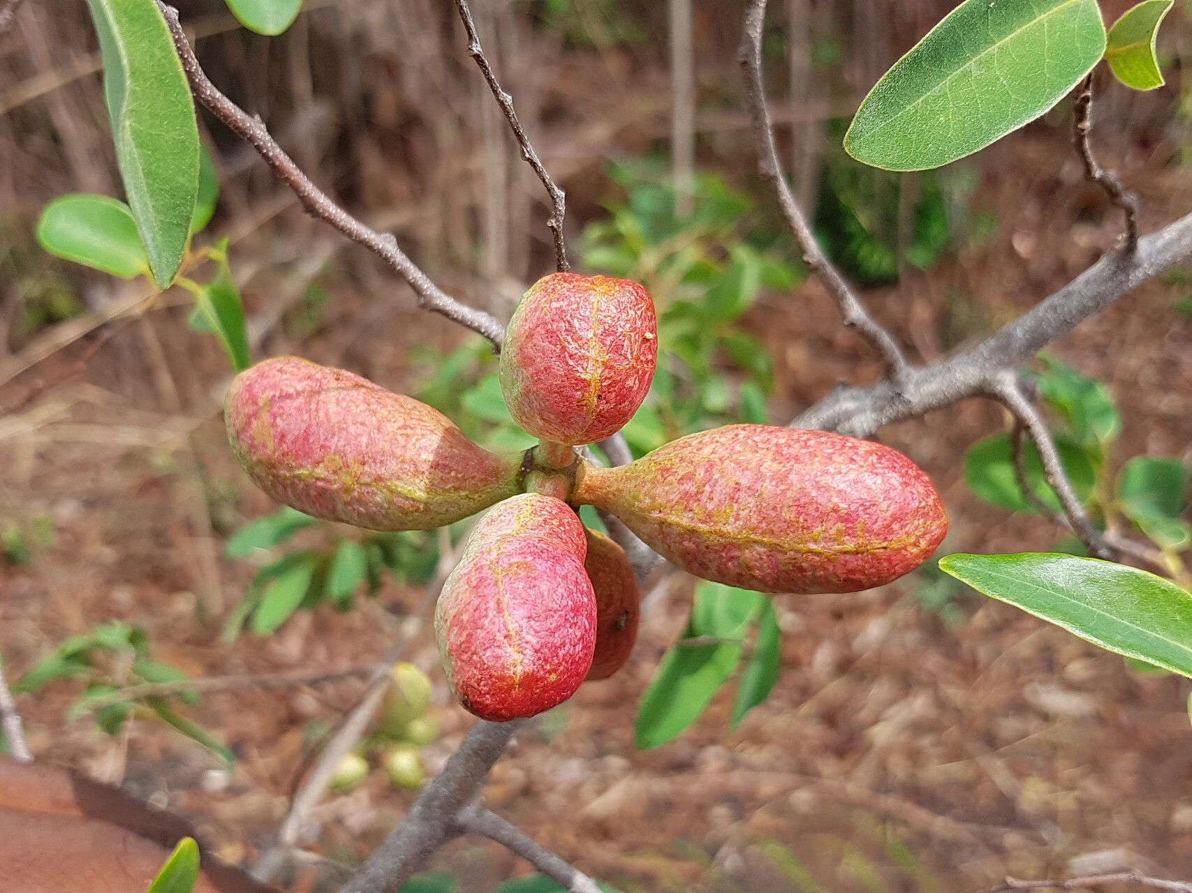 Xylopia bemarivensis fruit