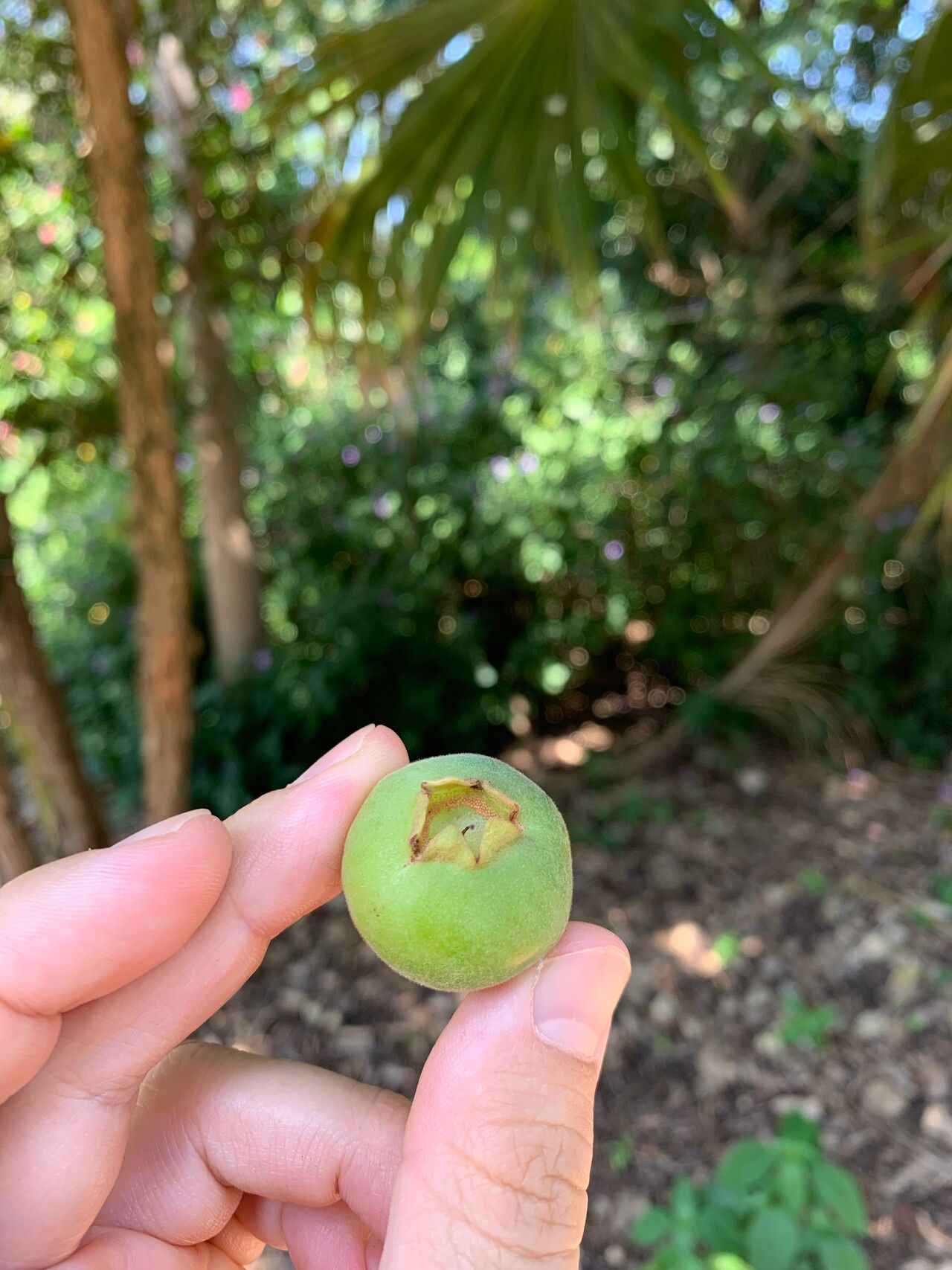 Campomanesia sessiliflora fruit