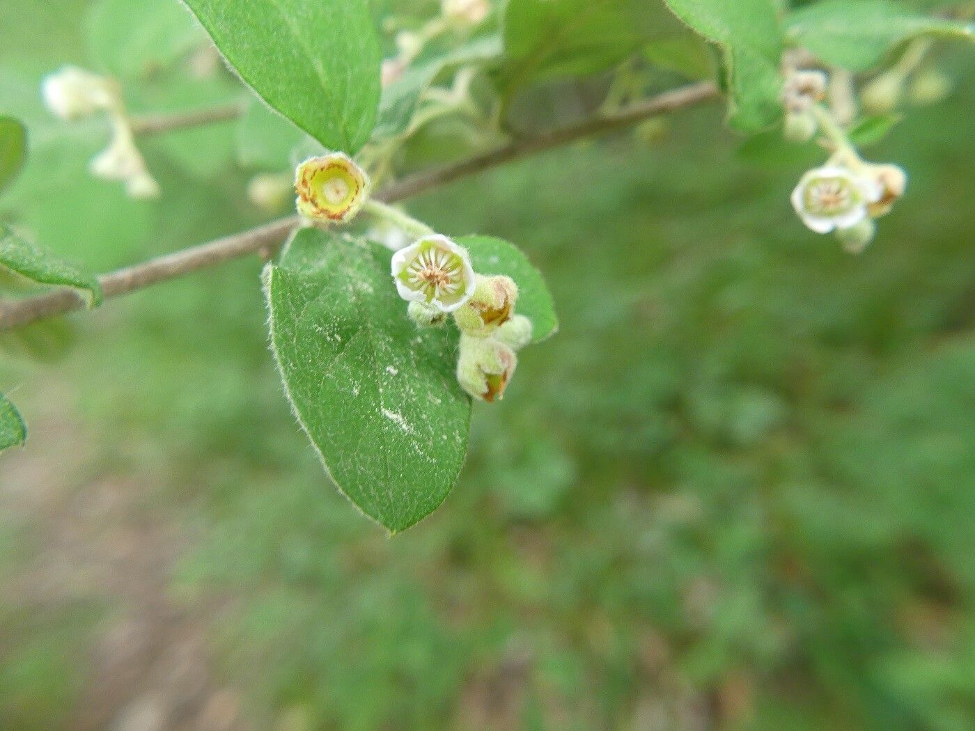 Cotoneaster tomentosus flower