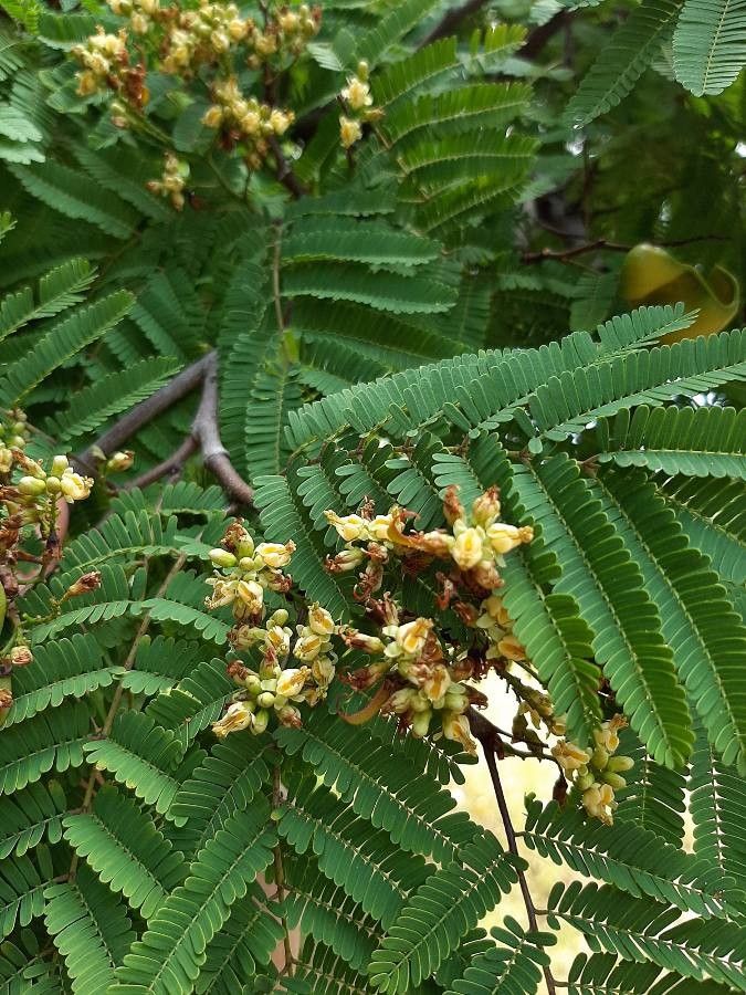 Caesalpinia coriaria flower