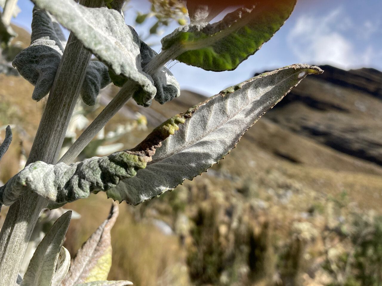 Senecio tergolanatus leaf