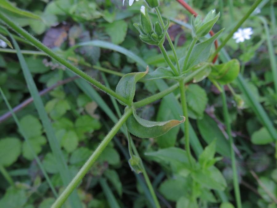 Stellaria chilensis — search result for 'Stellaria'