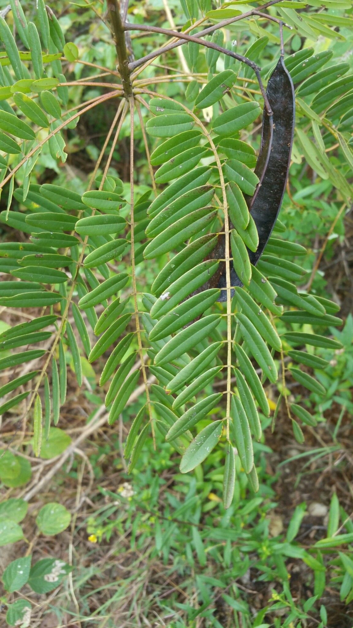 Senna anthoxantha — search result for 'Senna'