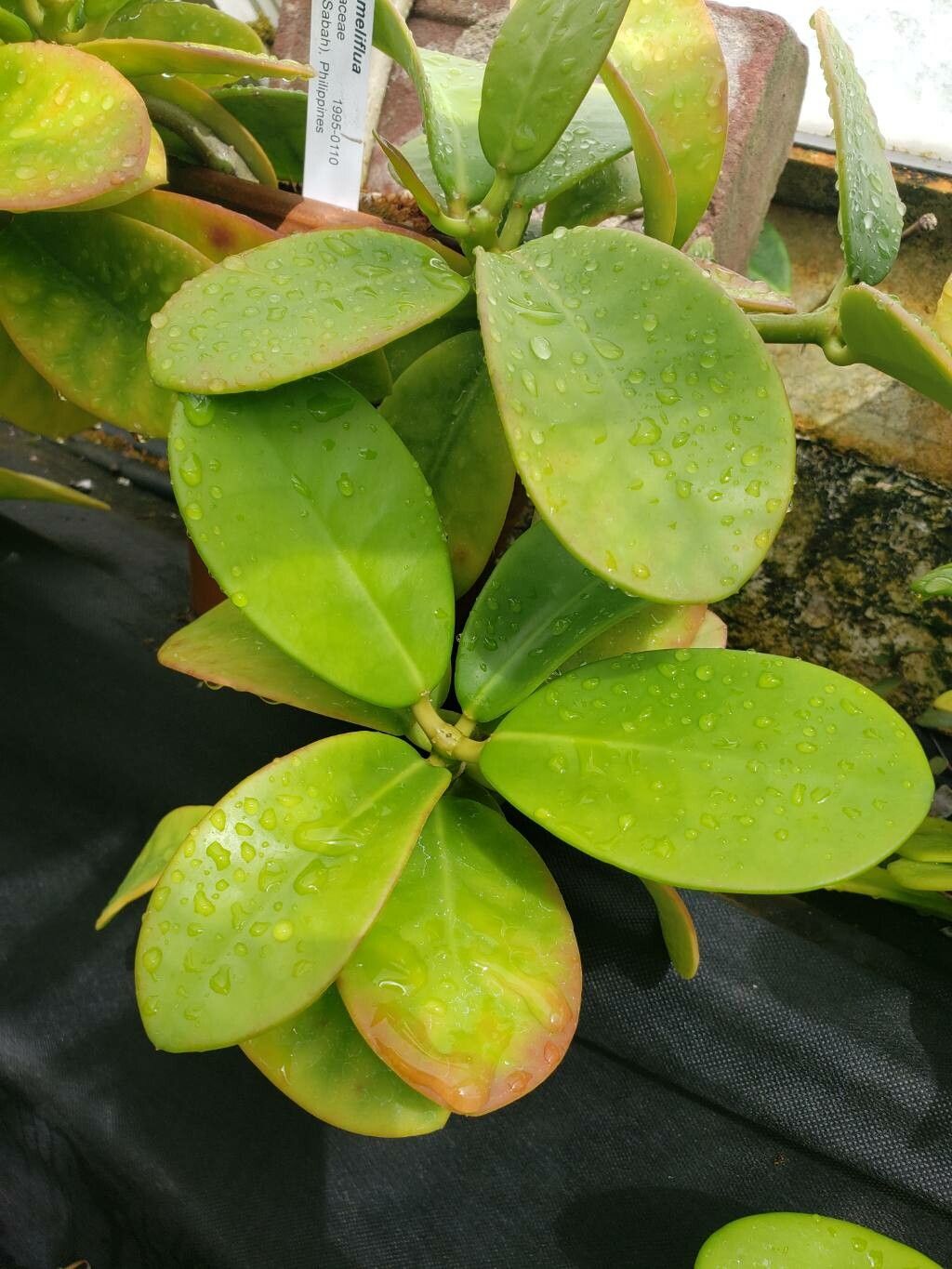 Hoya meliflua — search result for 'Hoya'