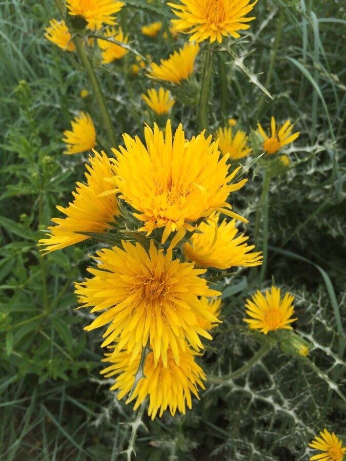 Scolymus grandiflorus flower