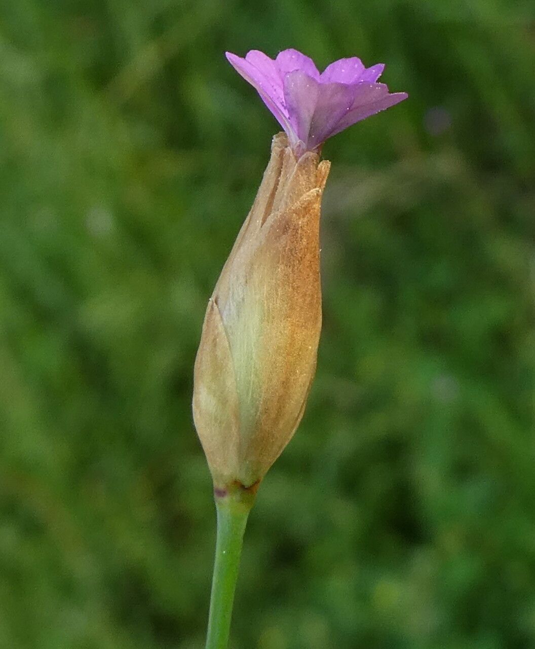 Petrorhagia prolifera flower