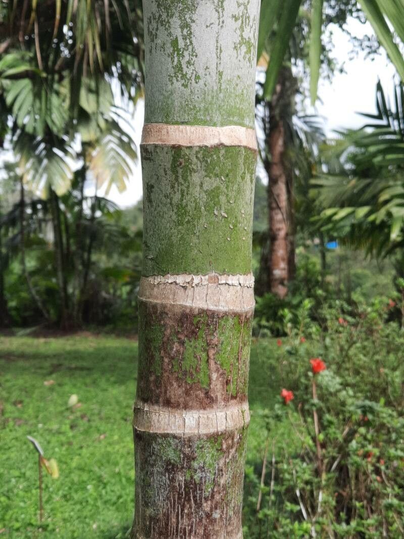 Ptychosperma salomonense bark