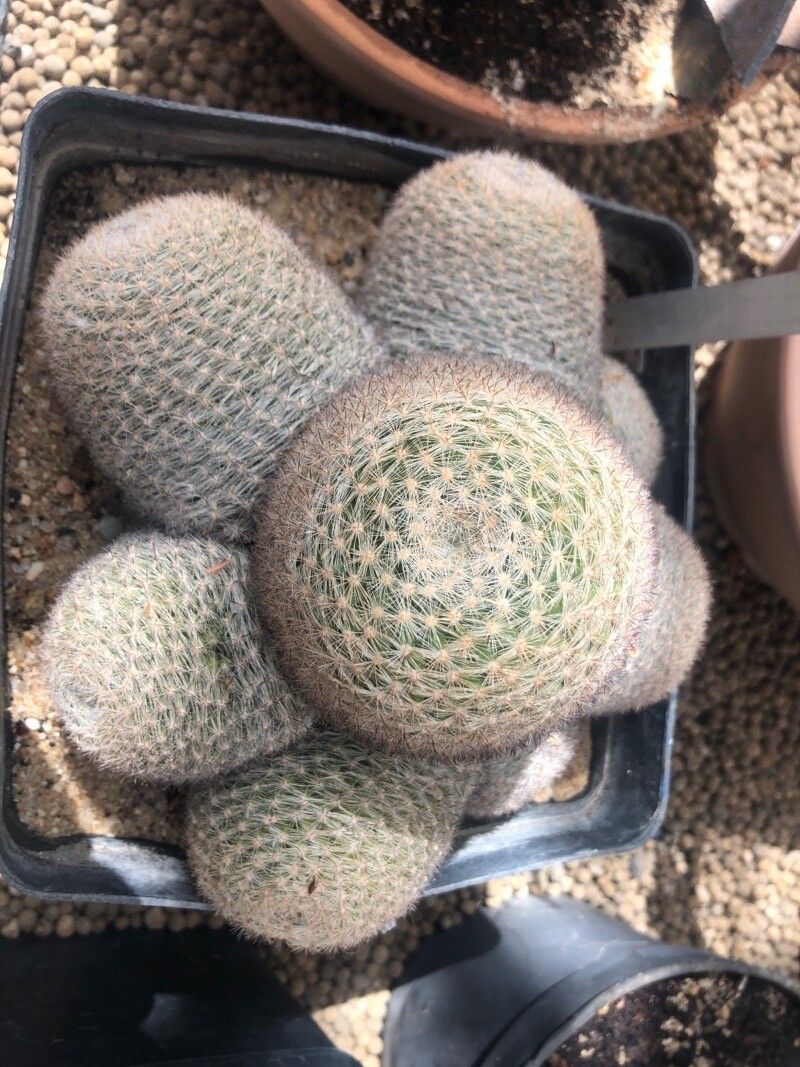 Mammilloydia candida leaf