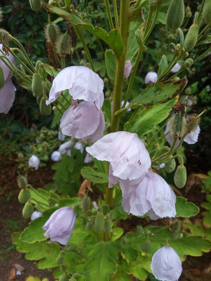 Meconopsis quintuplinervia — search result for 'Papaver'