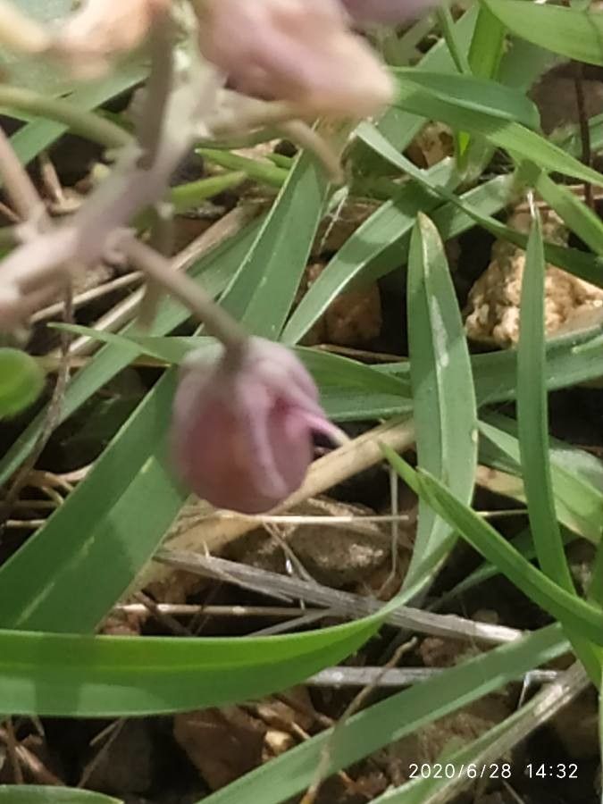 Ledebouria kirkii fruit