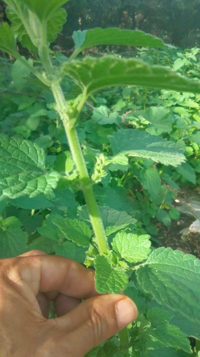 Urtica rupestris bark