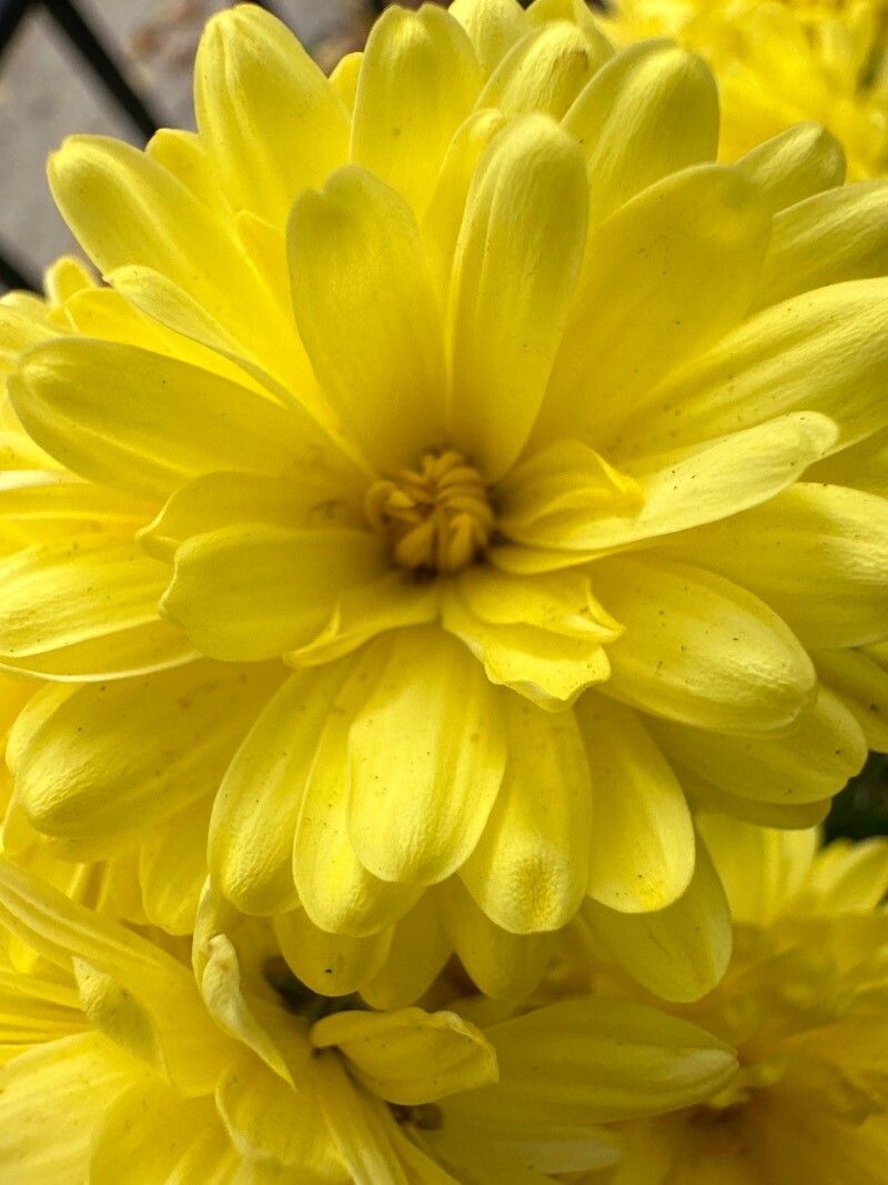 Agoseris apargioides — related species from the same genus