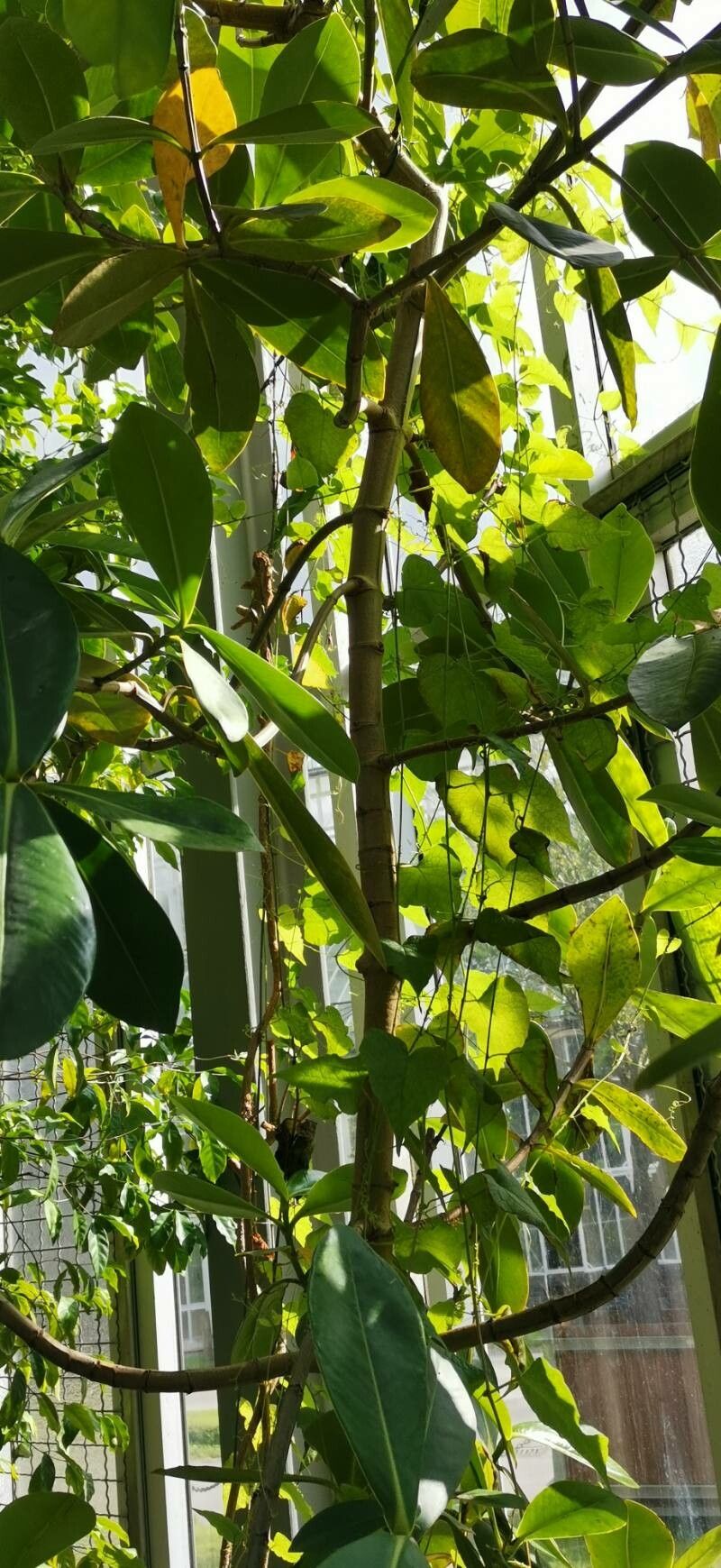 Clusia pallida habit