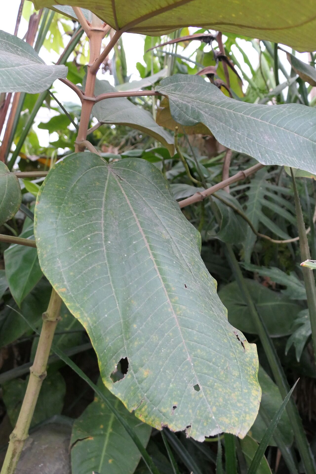 Miconia formosa — houseplant care guide