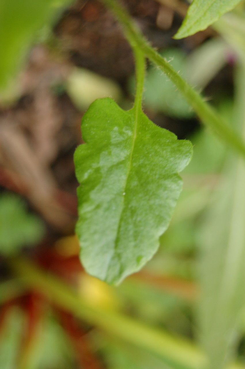Meconopsis polygonoides — search result for 'Meconopsis'