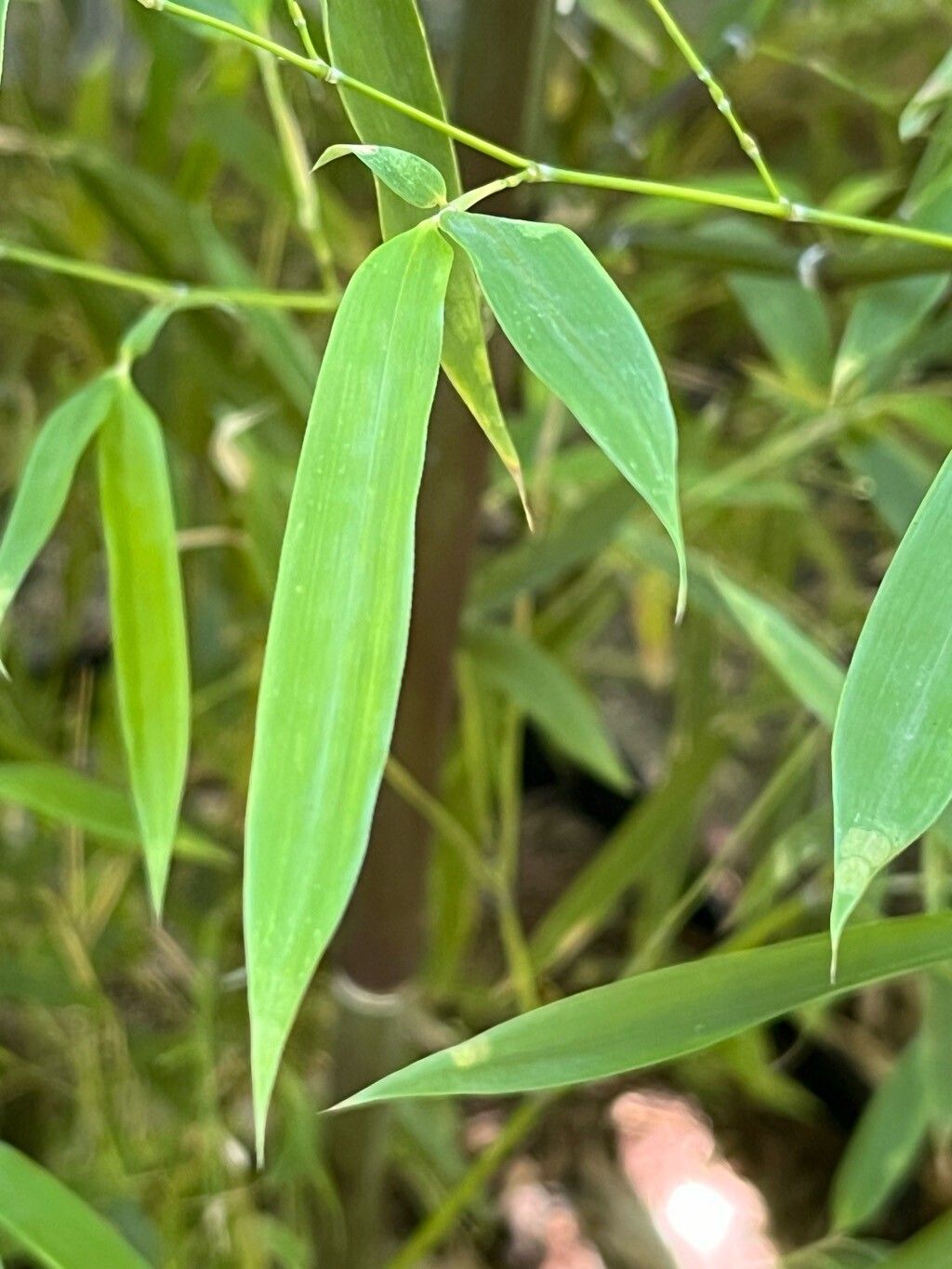 Phyllostachys acuta — related species from the same genus