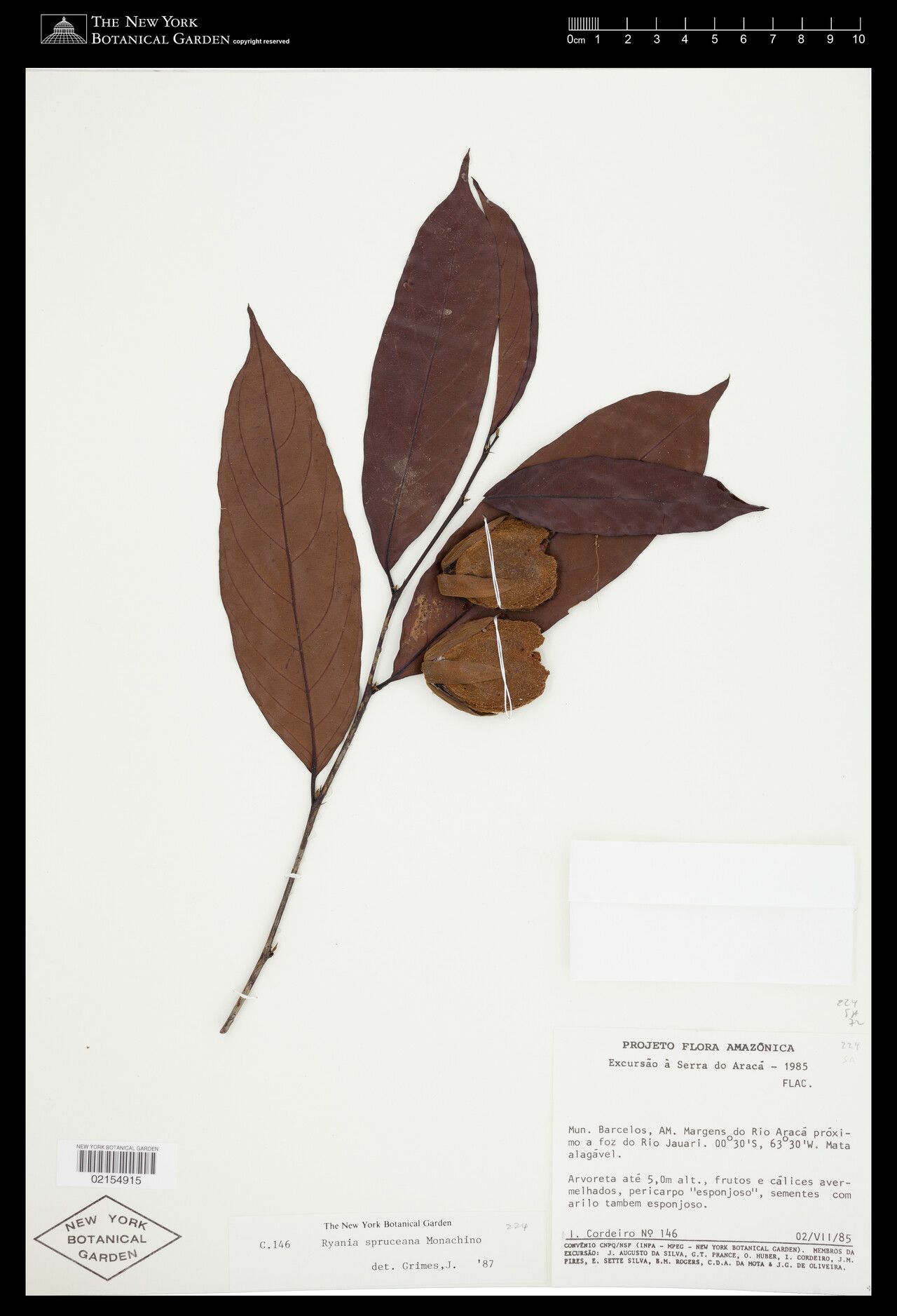 Ryania spruceana fruit