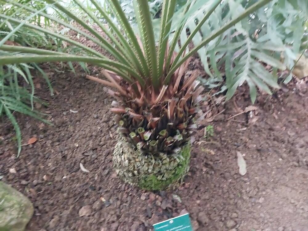 Cycas guizhouensis bark