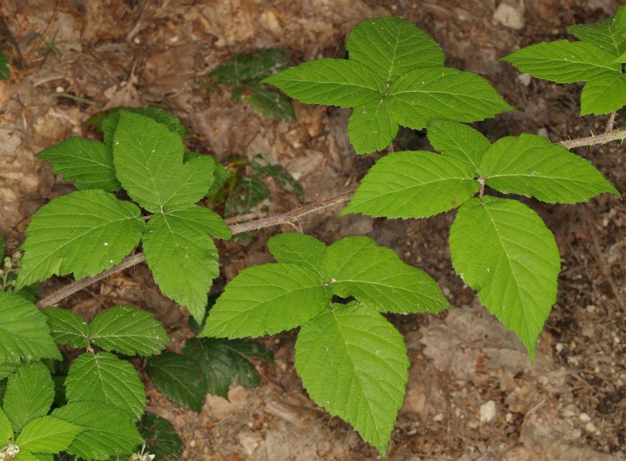 Rubus pallidicaulis — houseplant care guide