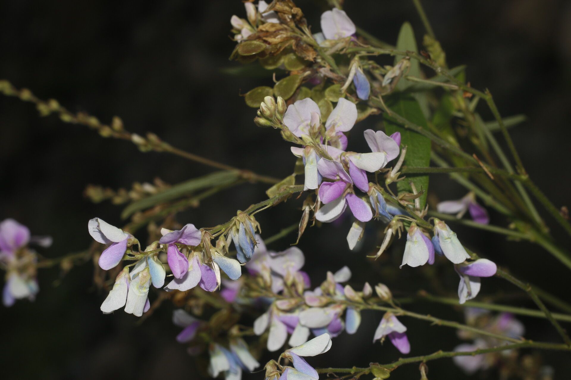 Desmodium cajanifolium flower