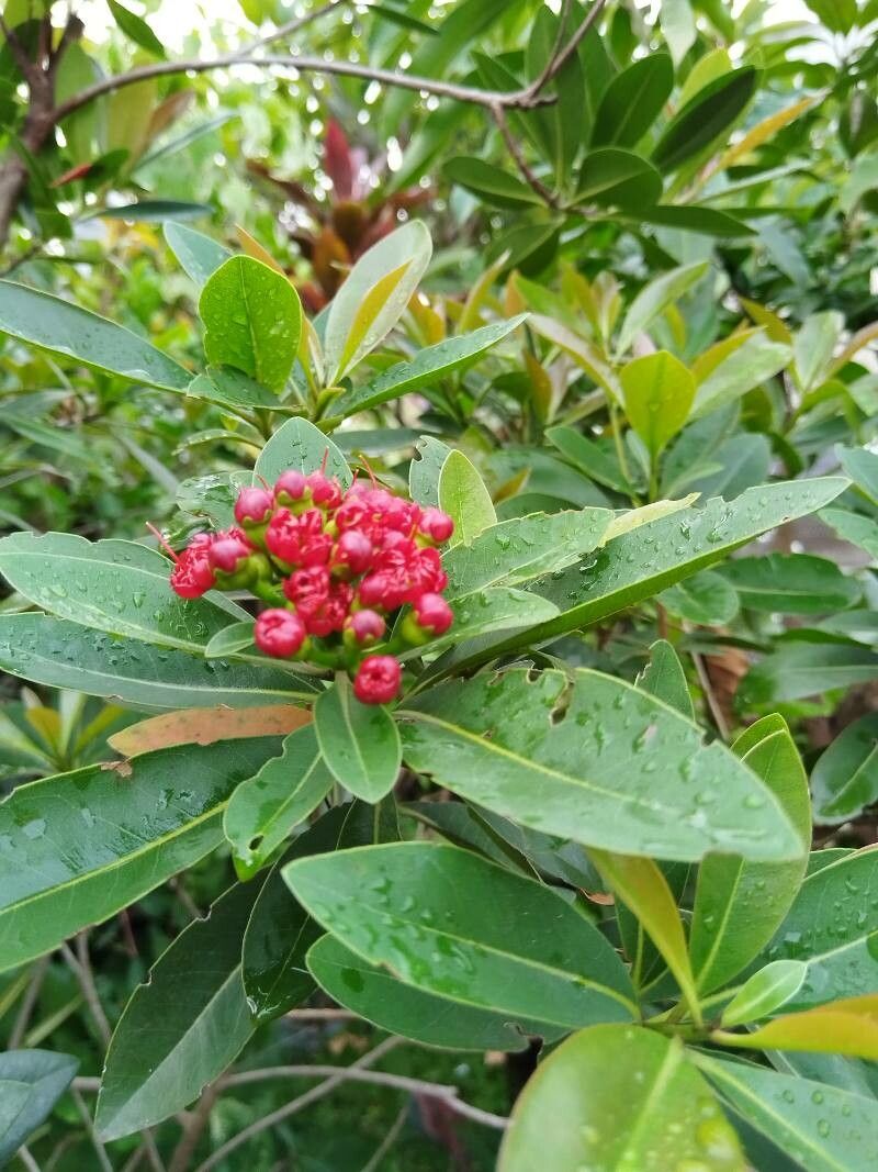 Xanthostemon verdugonianus — houseplant care guide