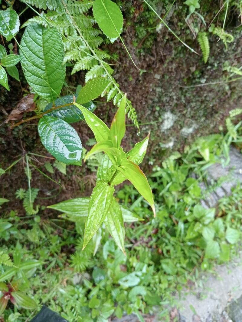 Swertia chirayita — houseplant care guide