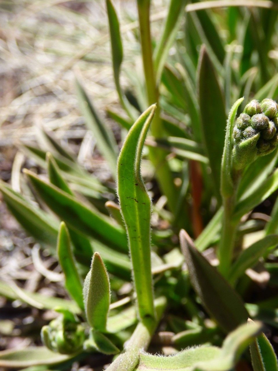 Cynoglossum borbonicum leaf
