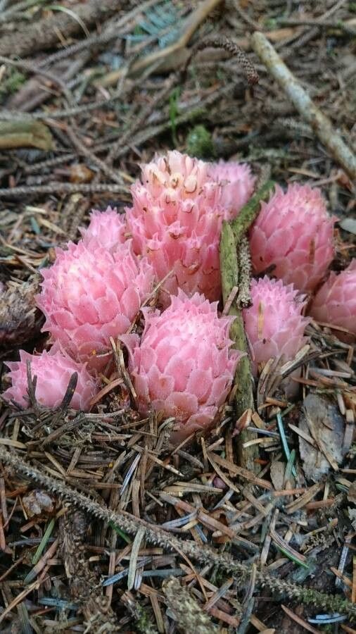 Hemitomes congestum leaf