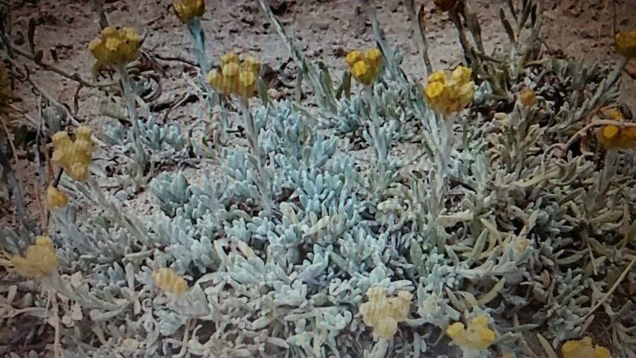 Helichrysum conglobatum flower