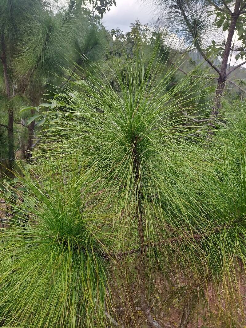 Pinus latteri — houseplant care guide