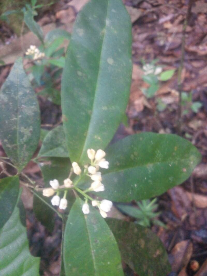 Simaba guianensis flower