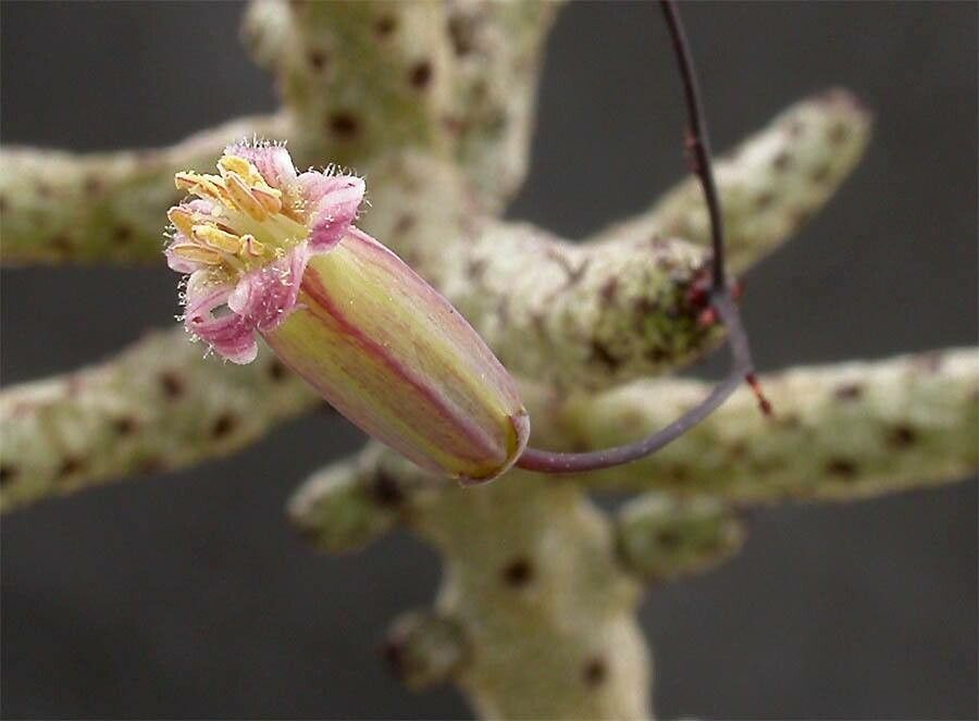 Tylecodon buchholzianus flower