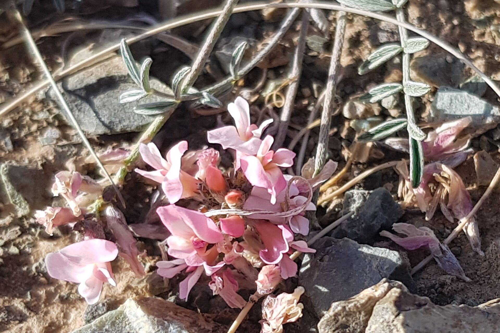 Astragalus laguroides — houseplant care guide