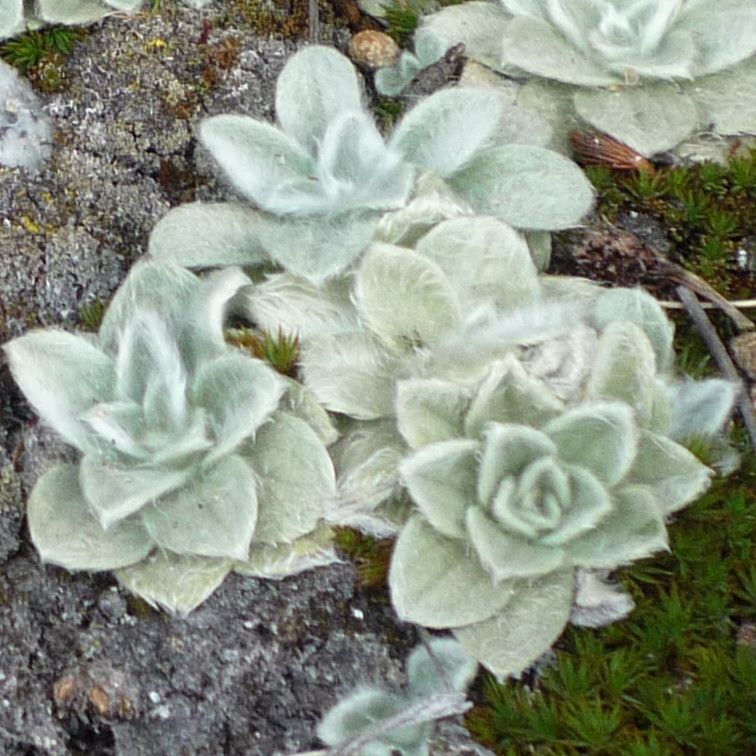 Chersodoma antennaria leaf