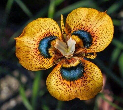 Moraea villosa flower