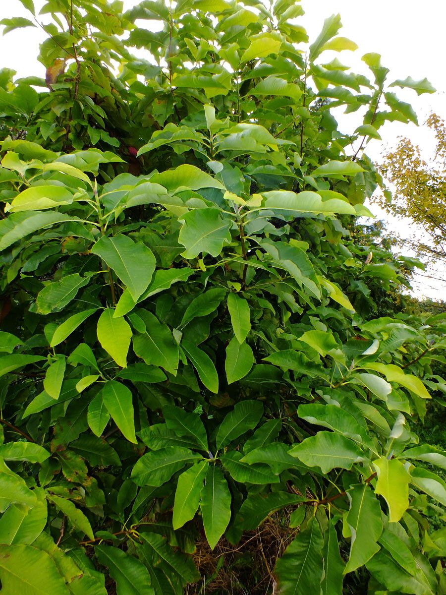 Magnolia tripetala