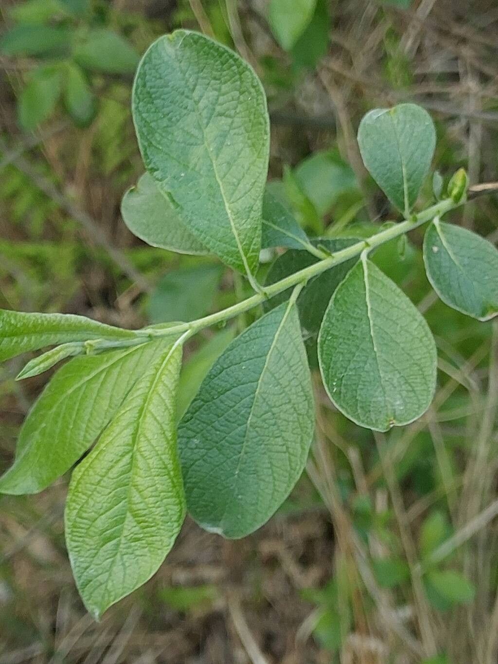 Salix × multinervis — houseplant care guide