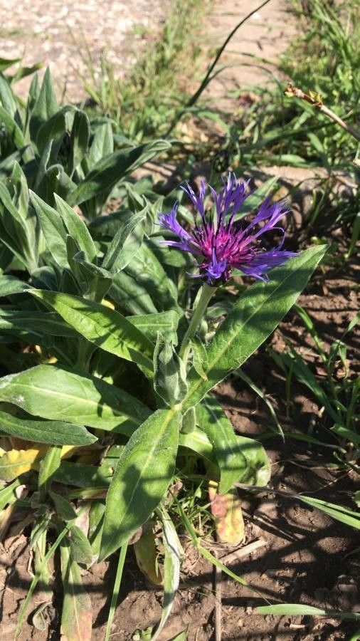 Cyanus lugdunensis flower