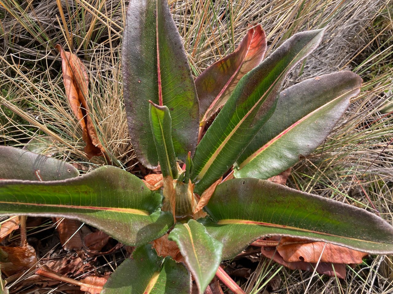 Rumex tolimensis — houseplant care guide