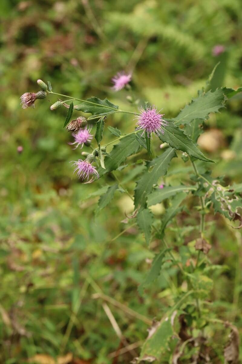 Cirsium aidzuense flower