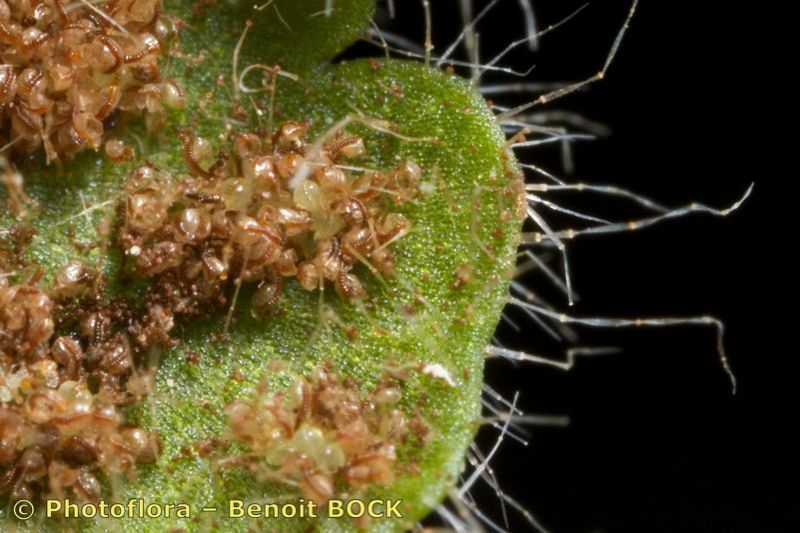 Asplenium hispanicum fruit